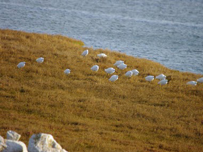 Καθαρισμός του υγροτόπου Βουρκαρίου Μεγάρων